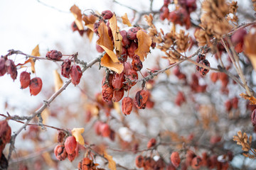 Old apples on a tree in winter