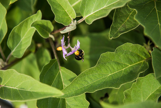 Bumble bee sitting on eggplant flower