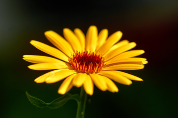 yellow flower on a dark background