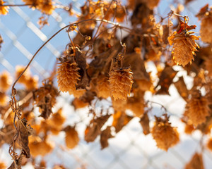 Hops in winter growing on a fence