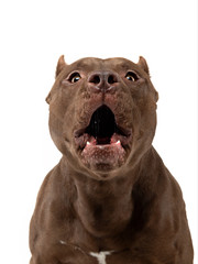 Pit Bull Terrier On A White Background. Pet in the studio.