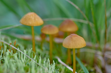 Group of small mushrooms