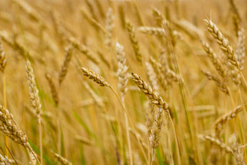 Fields of wheat at the end of summer fully ripe.