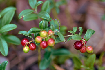 Cranberry maturation
