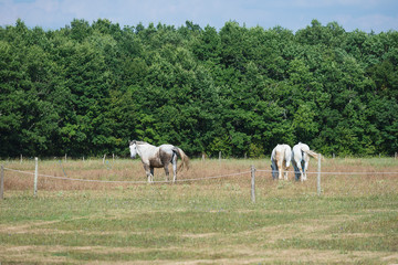 Three white horses on the field near the forest on sunny day