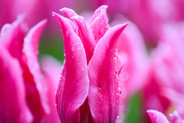 Pink Tulip after rain. The closed petals of a Tulip with rain drops on a green background. Transparent drops on pink petals. 
