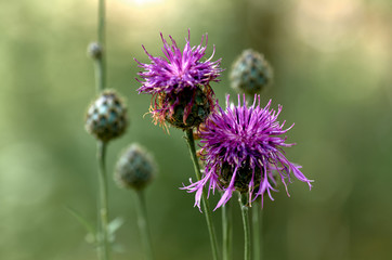 Flower and buds of a Thistle