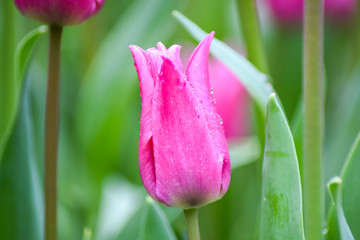 Naklejka premium Pink Tulip after rain. The closed petals of a Tulip with rain drops on a green background. Transparent drops on pink petals. 