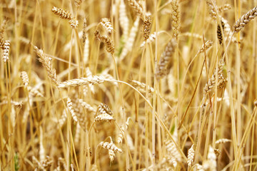 Fields of wheat at the end of summer fully ripe.
