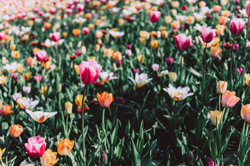 Obraz premium Close up of blooming flowerbeds of blossoming tulips during spring. One of the world's largest flower gardens in Lisse, the Netherlands.