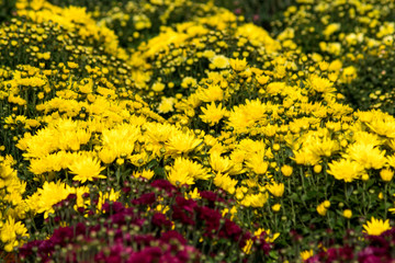 chrysanthemum flowers inside of a greenhouse