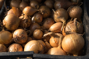 onions in a black plastic box