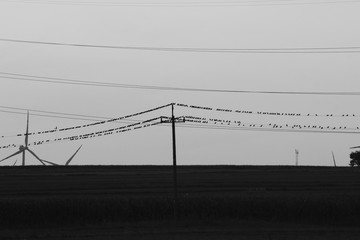 birds sitting on power lines