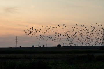 susnet with birds over fields