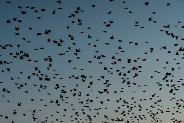 a flock of birds