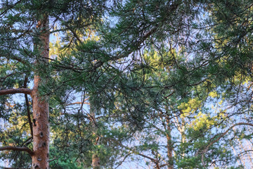 Beautiful pine forest pine park with pines, firs and birches in a sunny day with hard shadows and sunlight, lots of green trees.