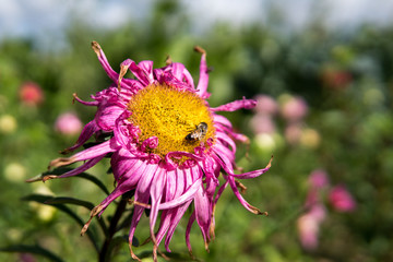 pink flowers in the field