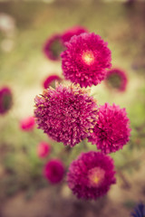pink flowers in the field