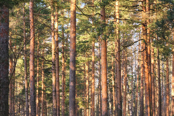 Obraz premium Beautiful pine forest pine park with pines, firs and birches in a sunny day with hard shadows and sunlight, lots of green trees.