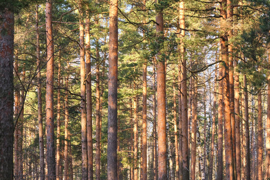 Beautiful pine forest pine park with pines, firs and birches in a sunny day with hard shadows and sunlight, lots of green trees. © Наталия Чубакова