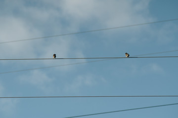 birds sitting on power lines