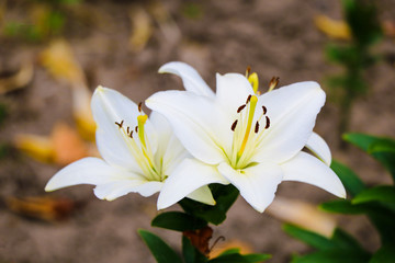 Lily Flowers border design. Spring Flowers. Nature