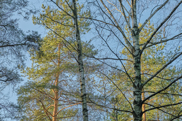 Beautiful pine forest pine park with pines, firs and birches in a sunny day with hard shadows and sunlight, lots of green trees.