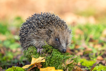 Hedgehog, wild, free roaming hedgehog facing right, taken from within a wildlife hide to monitor the health and population of this favourite but fast declining mammal, copy space.