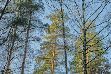 Beautiful pine forest pine park with pines, firs and birches in a sunny day with hard shadows and sunlight, lots of green trees.