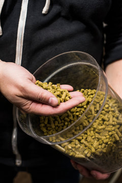 Brewer holding bucket of Hops in Brewery.