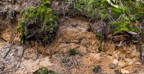 detail of podzol soil