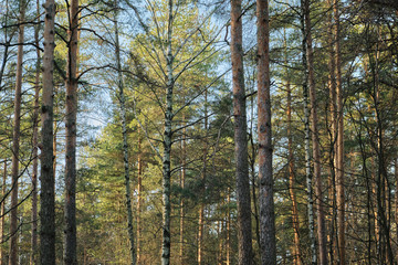 Beautiful pine forest pine park with pines, firs and birches in a sunny day with hard shadows and sunlight, lots of green trees.