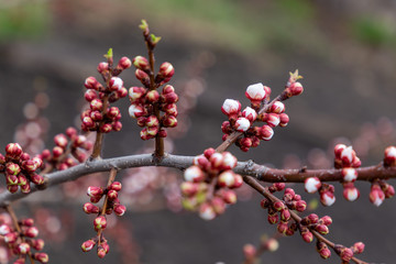 Apricot branches in pink and white flower buds in spring. The concept of spring nature. Blooming trees.