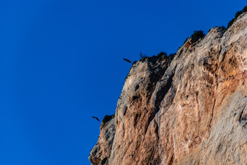 Eagles in the mountains