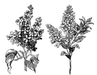 lilac flowers - hand drawn pen and ink illustration, vintage engraving