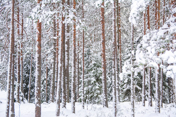 View of the forest in winter, tree trunks and snow, Nuuksio national park, Espoo, Finland © hivaka