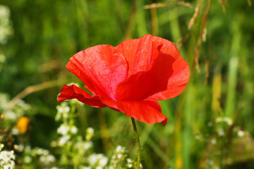 Red poppy with out of focus poppy field in background. The petals from off ancient past use in the treatment lung diseases, and as a sedative.