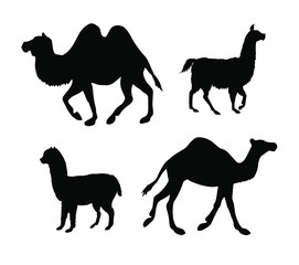 Vector set of black llamas and camels silhouette isolated on white background