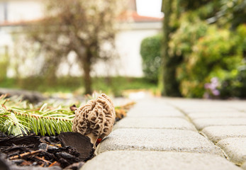 Morel mushroom growing in garden