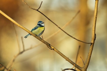 Eine Blaumeise sitzt im Herbst bei goldenem warmen Licht und Hintergrund auf einem dünnen Ast bei Sonnenschein, Cyanistes caeruleus