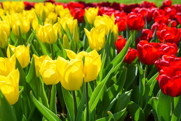 Flower background. Beautiful bouquet of tulips. Istanbul spring gardens. Istanbul tulip festival (Turkish: Istanbul Lale Festivali)