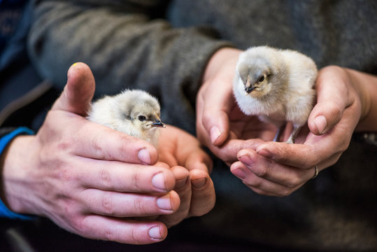 Hands Holding Baby Heirloom Chicks