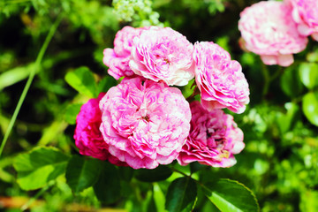 Flowering red roses in the garden, nature.