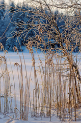 On the shore of a frozen lake, reeds and shrubs are lit by the morning sun.