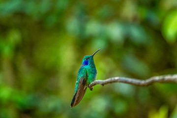 Fototapeta premium Amazilia decora, Charming Hummingbird, bird feeding sweet nectar from flower pink bloom. Hummingbird behaviour in tropic forest, nature habitat in Corcovado NP, Costa Rica. Two bird in fly, wildlife.