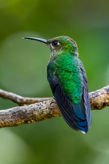 Amazilia decora, Charming Hummingbird, bird feeding sweet nectar from flower pink bloom. Hummingbird behaviour in tropic forest, nature habitat in Corcovado NP, Costa Rica. Two bird in fly, wildlife.
