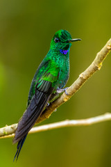 Amazilia decora, Charming Hummingbird, bird feeding sweet nectar from flower pink bloom. Hummingbird behaviour in tropic forest, nature habitat in Corcovado NP, Costa Rica. Two bird in fly, wildlife.