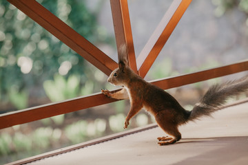 Red squirrel rests front paw on wooden beam © glebchik