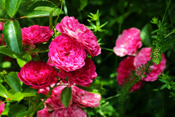 Flowering red roses in the garden, nature.