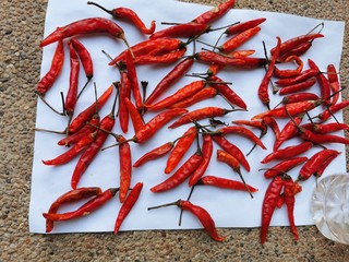 the fresh Thailand red hot spicy chilli sundried on the ground 